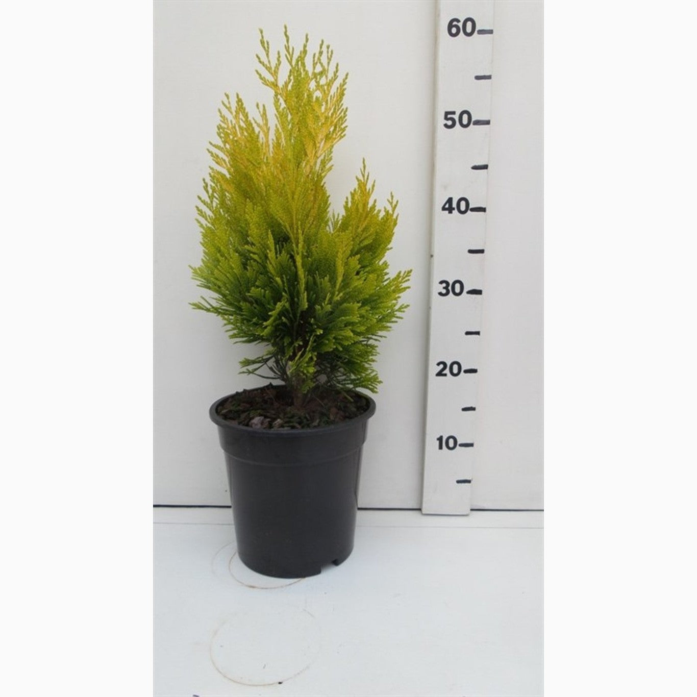Thuja – Thuja plicata '4ever' - C3 30-40 CM